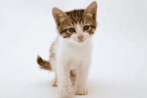 猫が見ているものを見てみたい 猫が見ているものを見てみたい