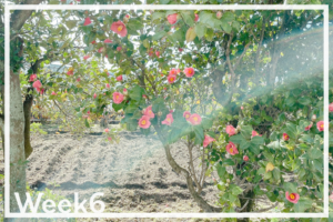 Week6「1年ぶりに母に会った」 Week6「1年ぶりに母に会った」