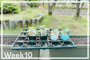 Week10「カエルの大合唱は1/fゆらぎ」 Week10「カエルの大合唱は1/fゆらぎ」