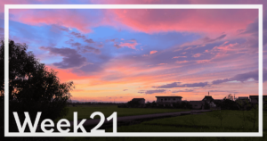 Week21「ゴーヤで夢見るカエル」