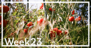 Week23「美しく焼ける空を見上げる」