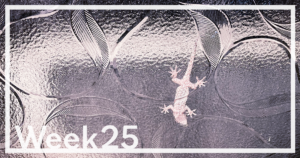 Week25「トマトの収穫が終わる時」 Week25「トマトの収穫が終わる時」