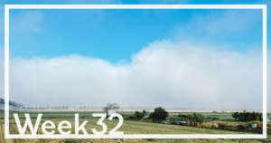 Week32「朝霧とヤモリのナイスファイト」 Week32「朝霧とヤモリのナイスファイト」